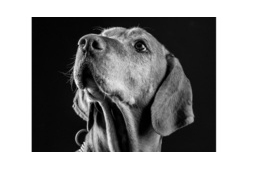 Ég veled, Berci! – Hűséges kutyájától búcsúzik a BRFK