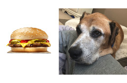 Emberségből jeles: ingyen hamburgert kap a Burger Kingtől a halálos beteg kutya