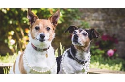 Két mentett kutya lesz a Buckingham palota új lakója: Beth és Bluebell költözik III. Károllyal és Kamillával