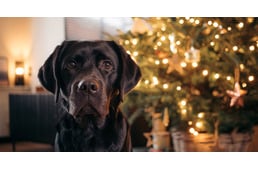 Karácsonyfadíszítés kutyussal – a kutyatréner tippjei