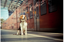 Kutyával a vonaton