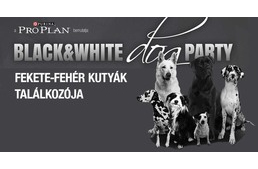 Black & White Dog Party újratöltve
