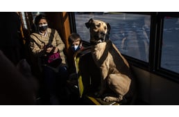 Egy villamosozó kóbor kutya lett Isztambul sztárja