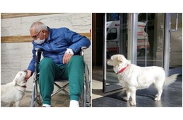 Hat napig várt a kórház előtt a hűséges kutya, hogy újra láthassa gazdáját
