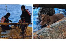 Több száz kilométerre a parttól találtak egy kutyát a tengerben
