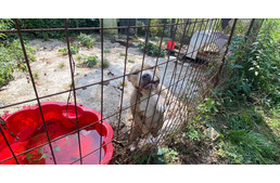 Holland szaporítókat fogtak Borsodban – Tragikus körülmények közül mentik a kutyákat az állatvédők