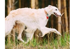 A kutya, akit Tolsztoj is társául választott. A borzoi.