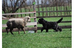 Mérsékelt aktivitási szintű, védelmező, nagyszerű családi kutya: a Bouvier des Flandres. Interjú egy tenyésztővel.