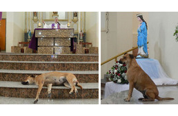 Kóbor kutyák a templomban: misén keres gazdát nekik az állatbarát pap