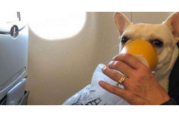 Oxigénmaszkkal mentették meg egy kutya életét a repülőúton