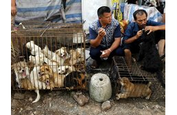 Állatvédők tiltakoznak a dél-kínai kutyahúsfesztivál ellen