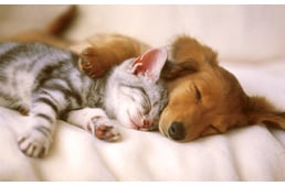 Kutya-macska barátság -  Egy jó viszony kezdete