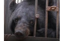 Kölyökkutyából medve - megjárta a kínai család a kutyavásárlással