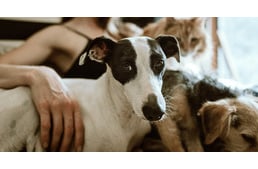 Minden második magyar háztartásban van kutya - Jelentősen nőtt a kutyatartók száma a vírusidőszakban