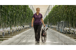 Kutya védi a növényeket a kártevőktől Ohioban
