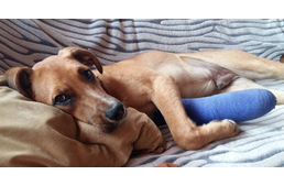 Palacsintasütéssel gyűjtöttek egy bántalmazott kiskutya műtétjére a veszprémi kollégisták