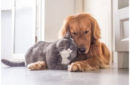 Kutyákat és macskákat egyaránt védeni kell a férgesség ellen