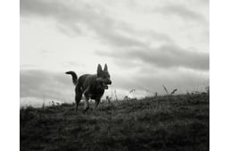 Figyelmeztet a Nébih: Veszett kutyát találtak Magyarországon