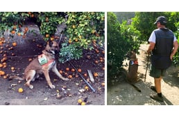 Kutyák jelenthetik a reményt a citrusfélék megmentésére