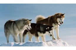 Kutyák hidegtűrése, hidegtűrő kutyafajták