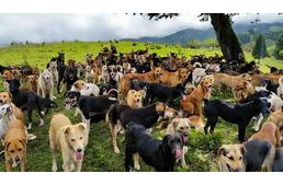 Costa Rica: ahol a menhelyi kutyák is boldogan élhetnek
