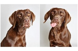 Zseniális ötlet: fotóbódéban lőttek képet a gazdikereső kutyákról