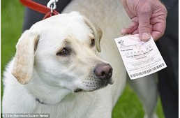 Így legyen ötösöd a lottón - a kutyád segítségével!