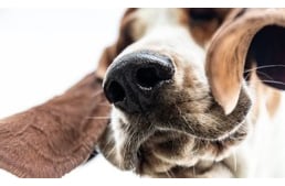 A szívizombetegség tünetei és kezelése kutyáknál - HáziPatika
