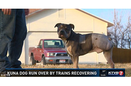 Több mint tíz vonat gázolta el a fiatal kutyát - túlélte!