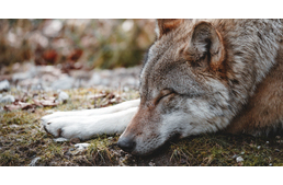 A világon először vizsgálták EEG-vel a farkasok alvását az ELTE etológusai