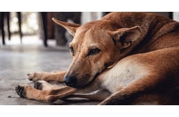 Veszettséget mutattak ki egy kutyában Románia magyar határ menti területén