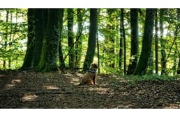 Nem mindegy, merre kirándulsz kutyáddal ősszel - erdőlátogatási tilalom van egyes erdőkben