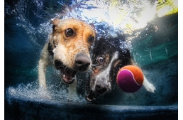 A Te kutyád tud úszni? 