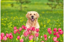 Pollenallergia kutyáknál 1. - Okok és jellemző tünetek