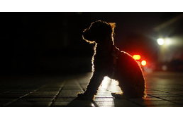 Javaslat: a kijárási tilalom alatt is lehet majd kutyát sétáltatni 