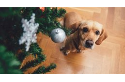 Kutya a karácsonyfa körül - erre figyelj!