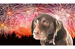 A tűzijáték miatti óvintézkedésekre figyelmezteti a kutyatartókat a főváros rendészeti igazgatósága 