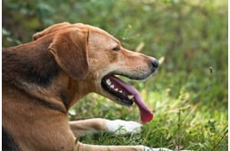 Hiperventillációs roham - betegség tünete is lehet kutyáknál