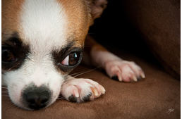 Viselkedési zavarokat okozhatnak egyes betegségek a kutyáknál