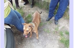 Felelőtlen gazda: a forró autóban hagyta kutyáját - eljárás indult ellene