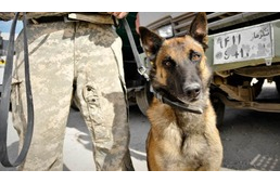 Hat katona életét mentette meg a kutya