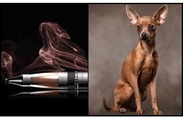 E-cigaretta: kutyád életébe is kerülhet, ha megkaparintja