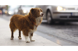 A tavalyinál sokkal több kutya kóborolt el a fővárosban szilveszterkor