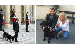 Menhelyről örökbefogadott kutya lett Franciaország elnöki ebe