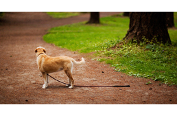 Nébih: országossá bővül a kóbor kutyák hazajutását segítő mikrocsip-leolvasó hálózat