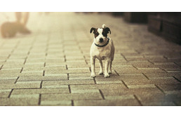 Elveszett a kutyám a tűzijátékok alatt! Mit tegyek?