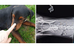 Puskával lőttek meg többször is egy kutyát Ercsi közelében – az állatvédők jutalmat ajánlottak fel a nyomravezetőnek