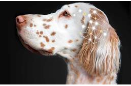 Epilepszia kutyáknál