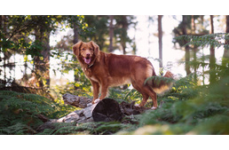 Kutyasétáltatók, kirándulók figyelmébe: Erdőlátogatási korlátozások lépnek érvénybe