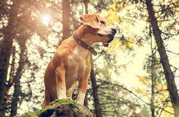 Erdőlátogatási tilalom lép életbe sok erdőben - tájékozódj a kutyaséta előtt - Frissítve!